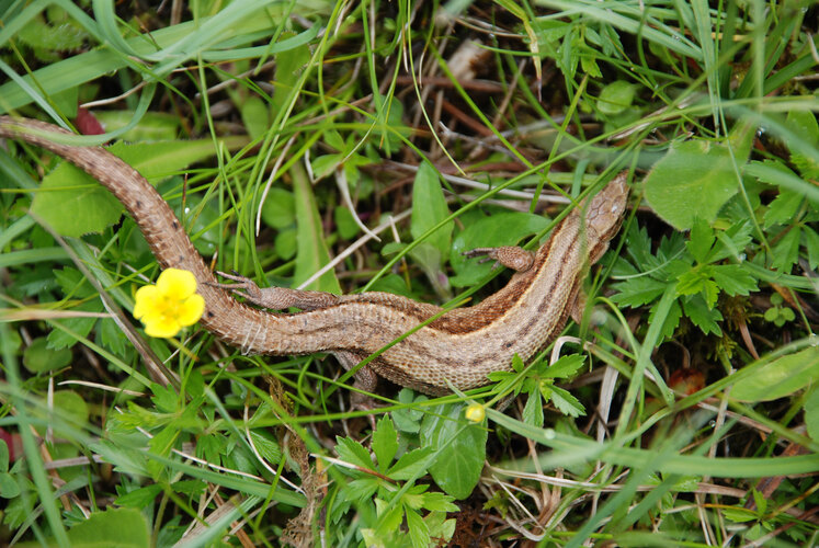 agilis