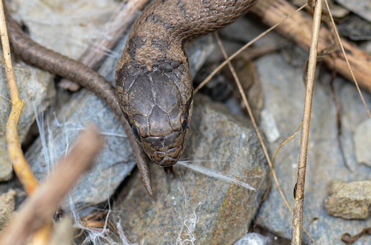 austriaca