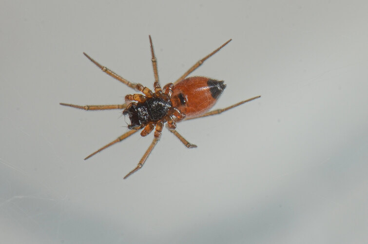 melanopygius