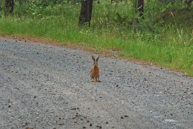 europaeus