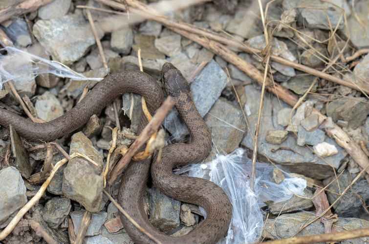 austriaca