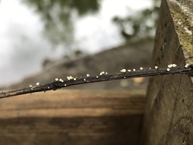 fraxineus