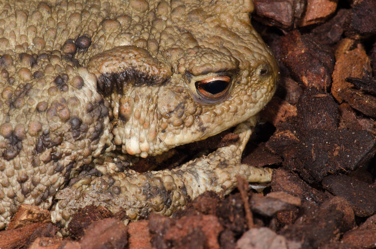 bufo