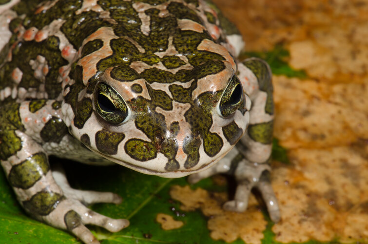 viridis