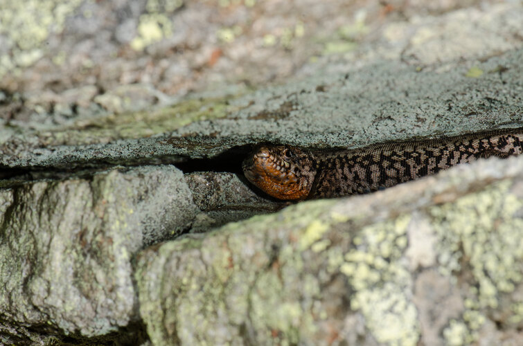 muralis