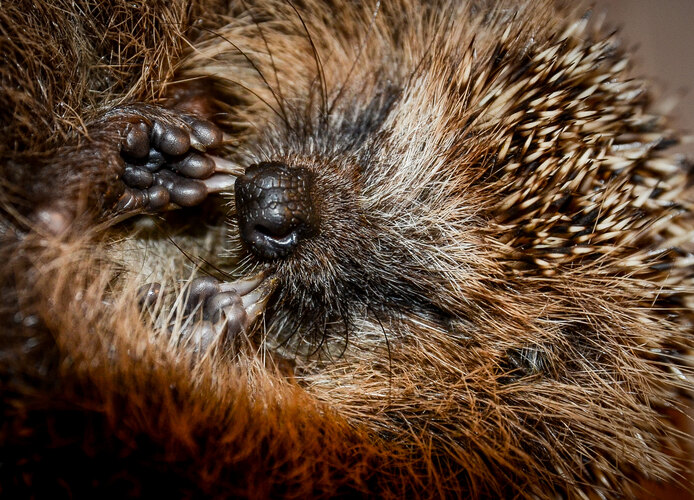 europaeus