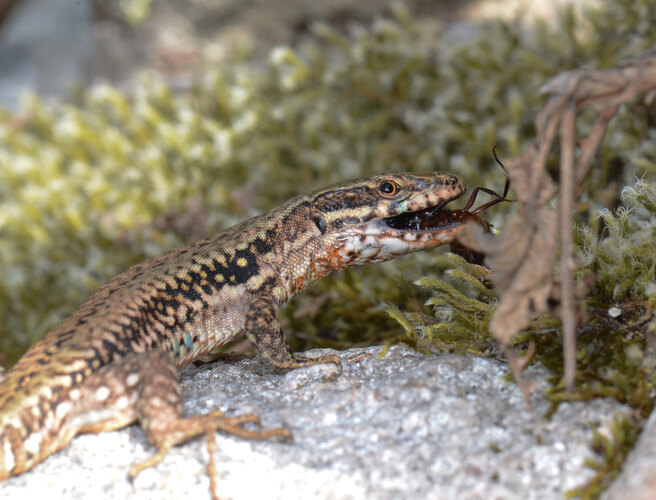 muralis