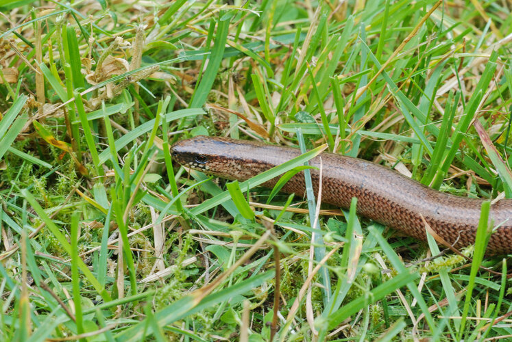 fragilis
