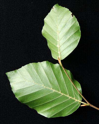 sylvatica