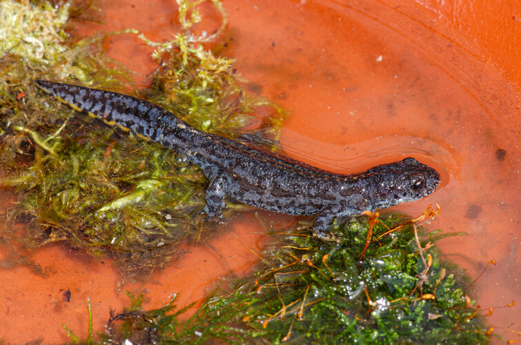 alpestris