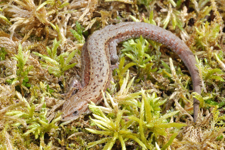 agilis