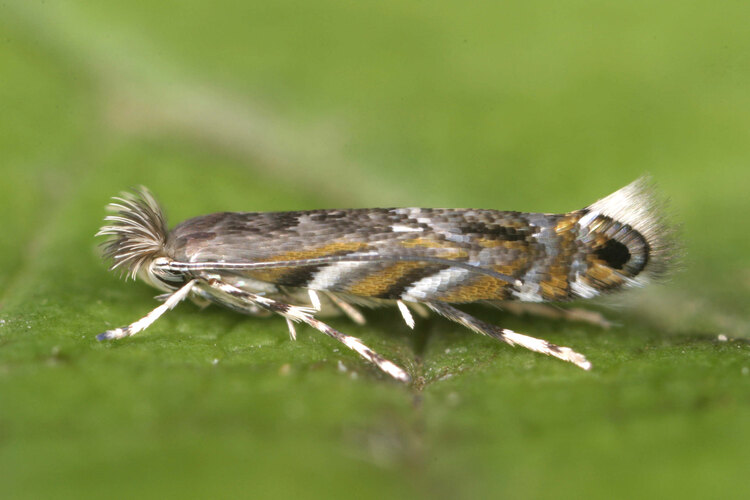 robiniella