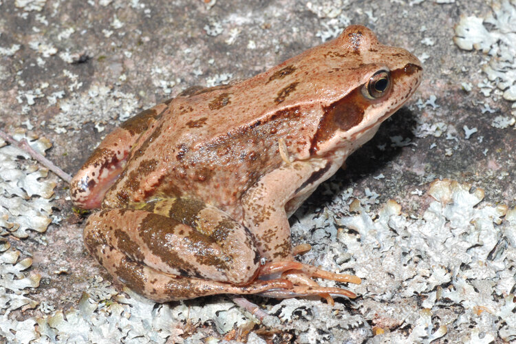 dalmatina