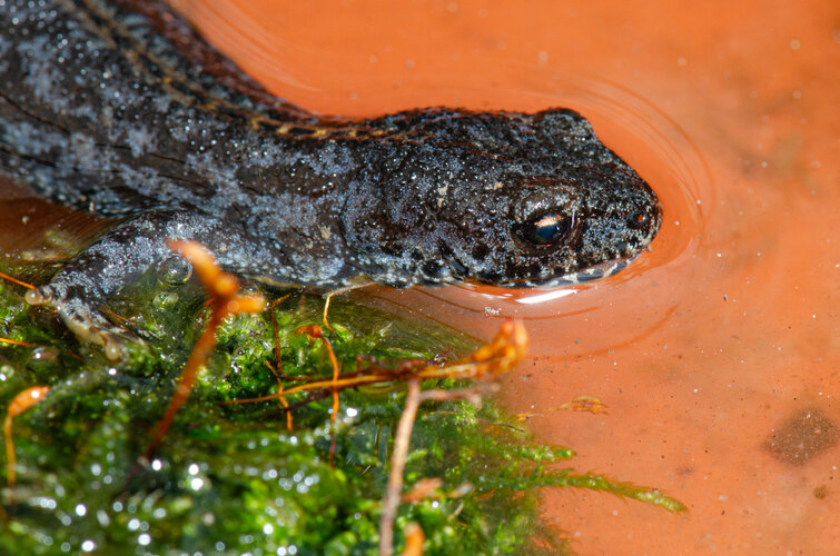 alpestris