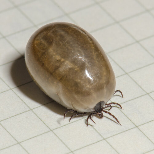 ricinus