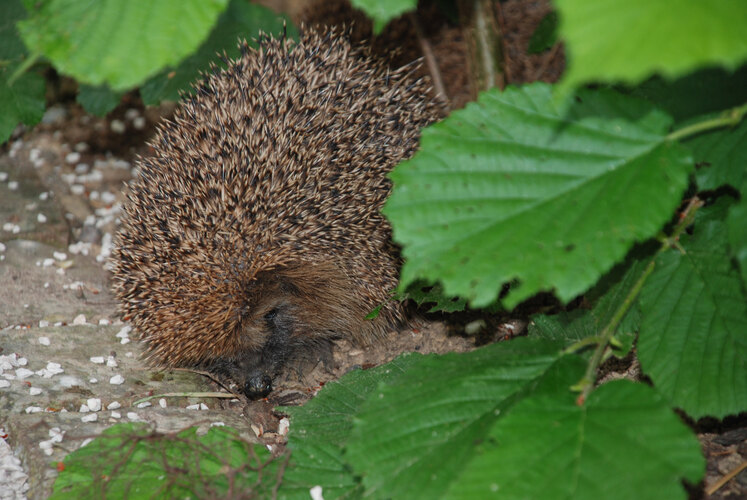europaeus