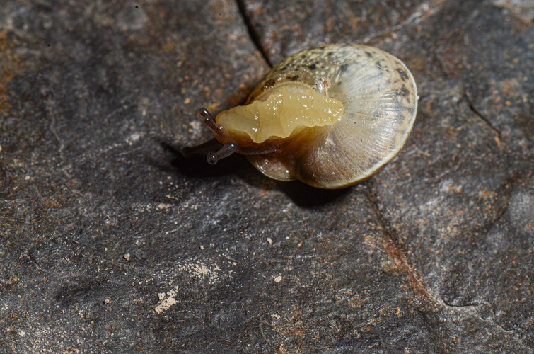 cinctella