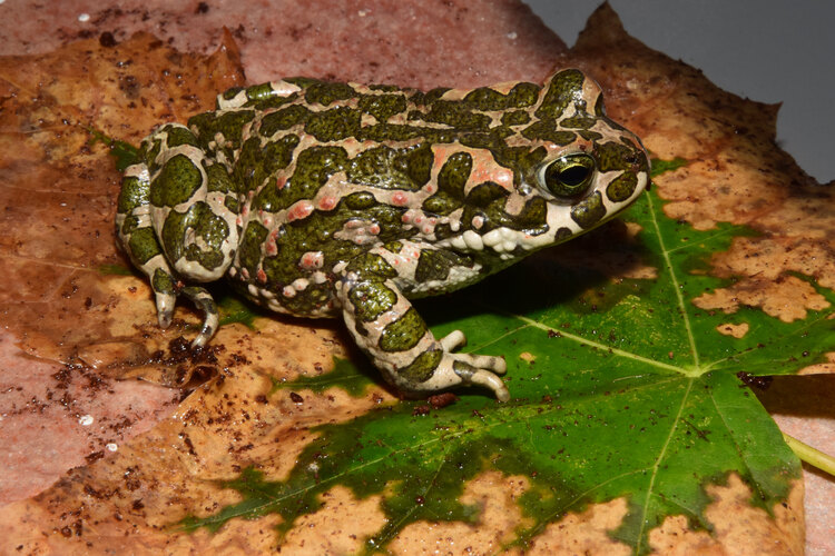 viridis