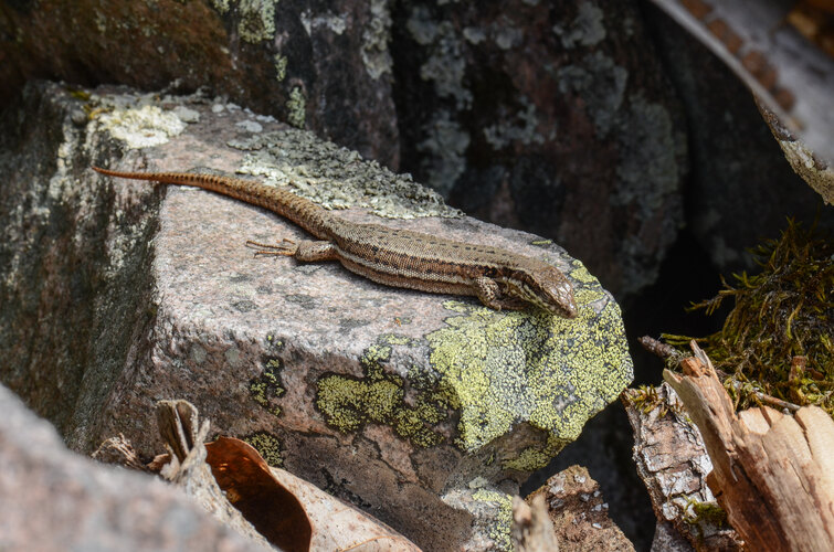 muralis