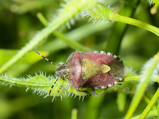 baccarum