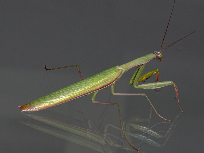 religiosa