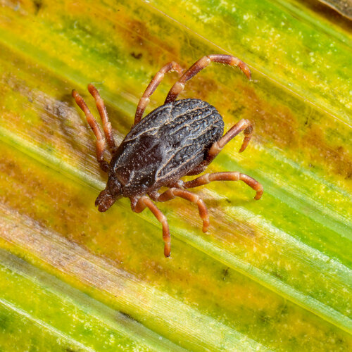 marginatum
