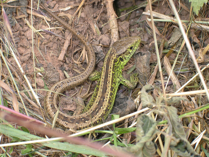 agilis