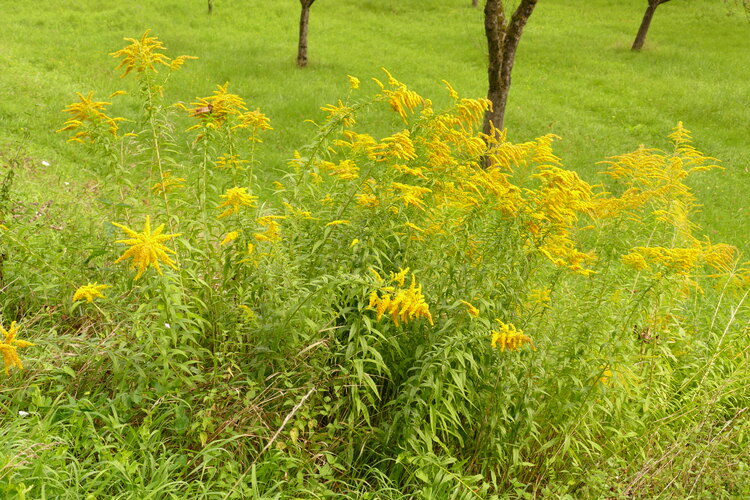 canadensis