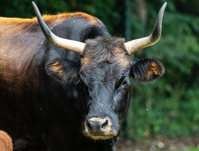 taurus