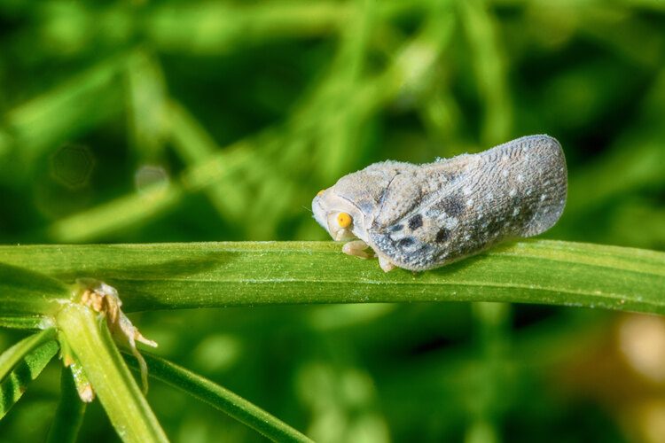 pruinosa