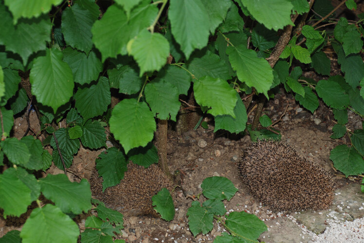 europaeus