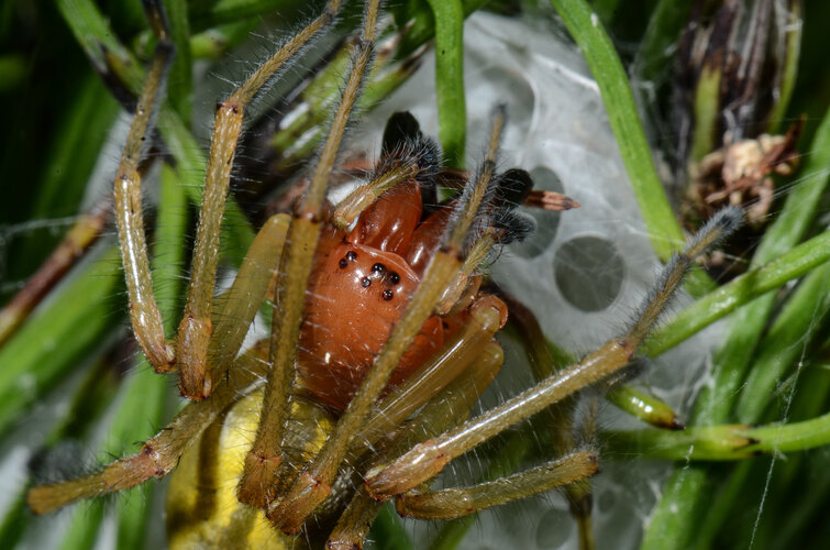 punctorium