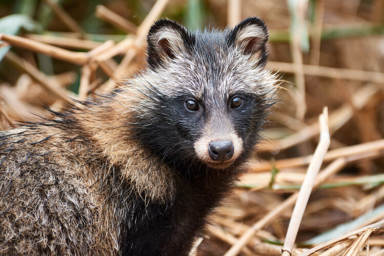 procyonoides