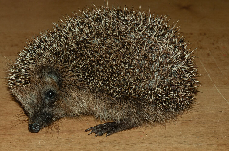 europaeus