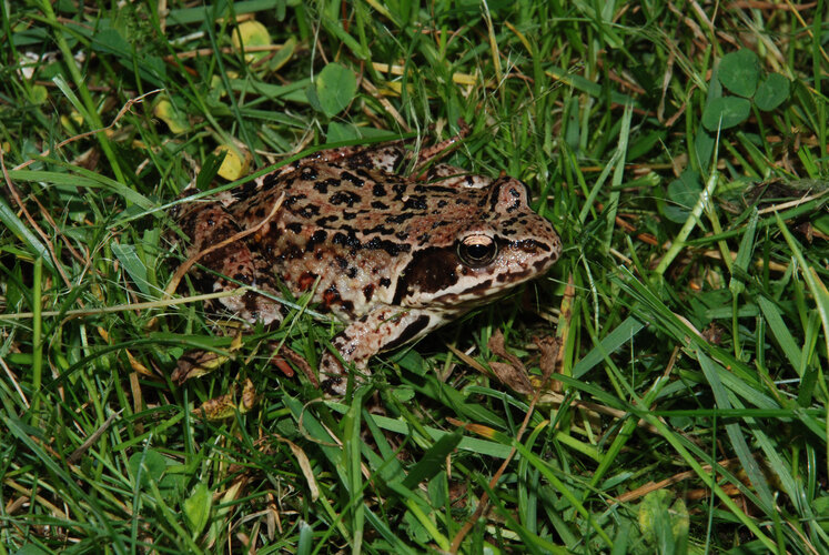 temporaria