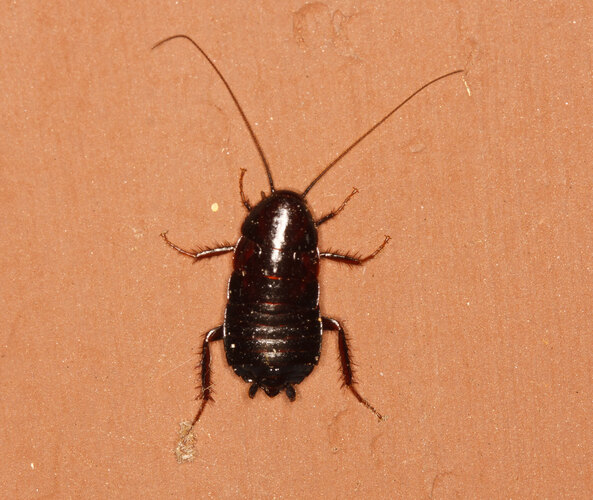 orientalis