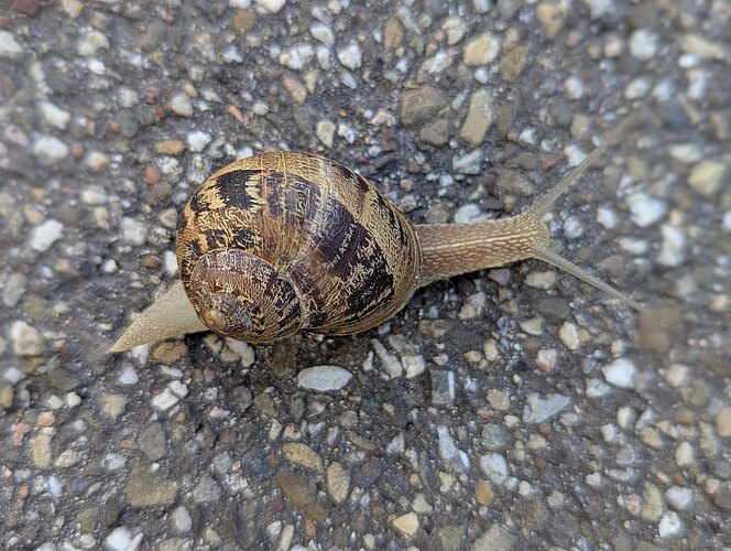 aspersum