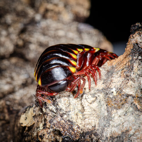 riparius (cf.)