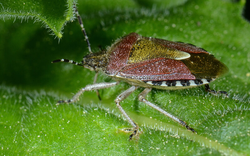 baccarum