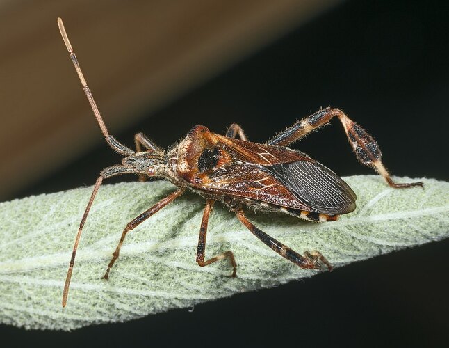occidentalis