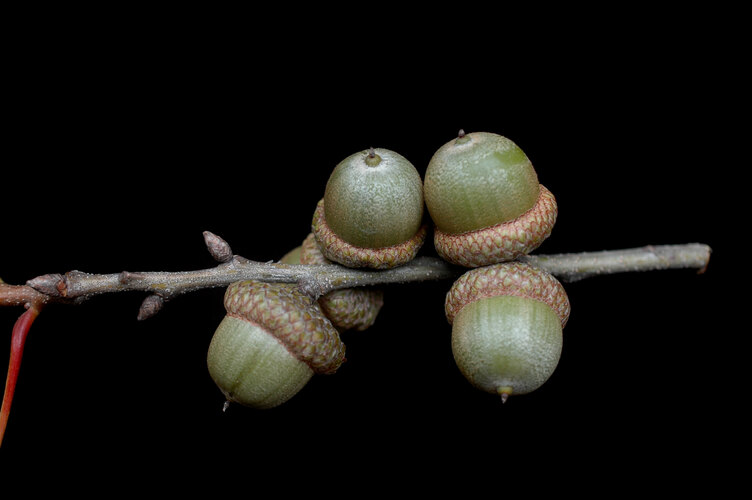 rubra