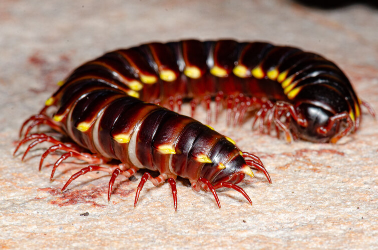 riparius (cf.)