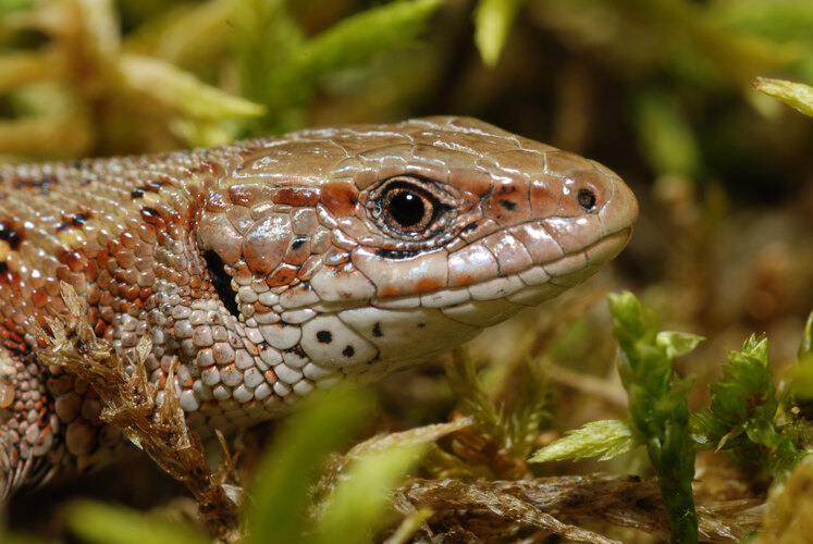 agilis