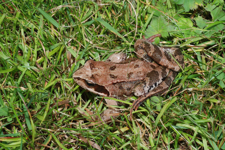 dalmatina
