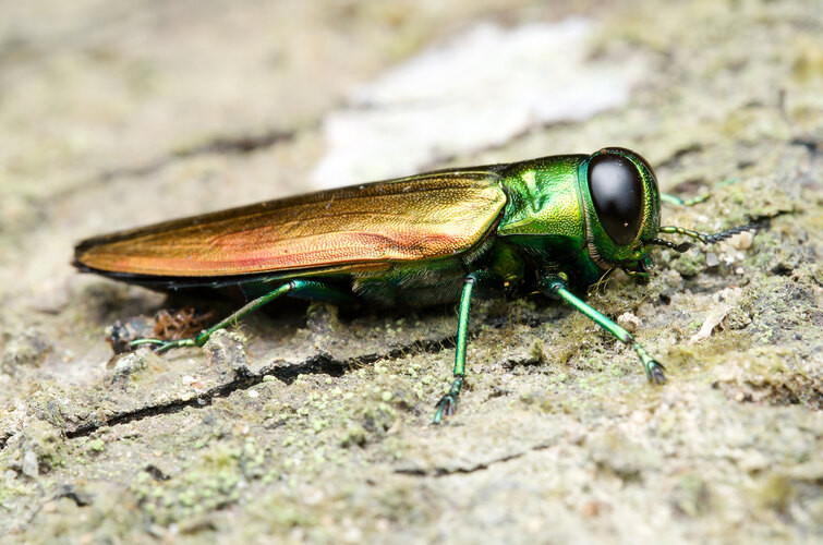 planipennis