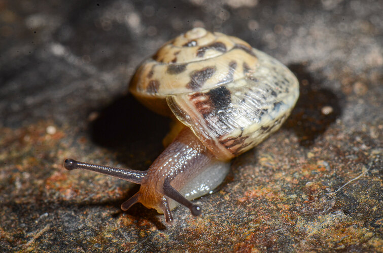 cinctella
