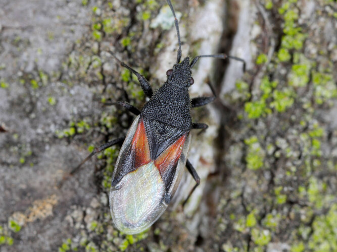 lavaterae