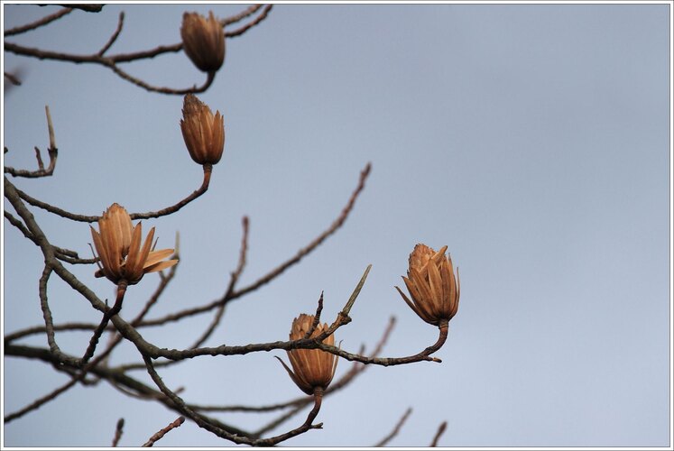 tulipifera
