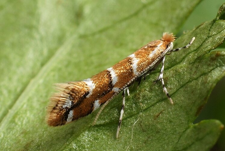 ohridella
