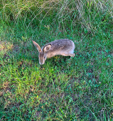 europaeus
